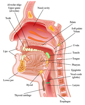 vocal_tract_image